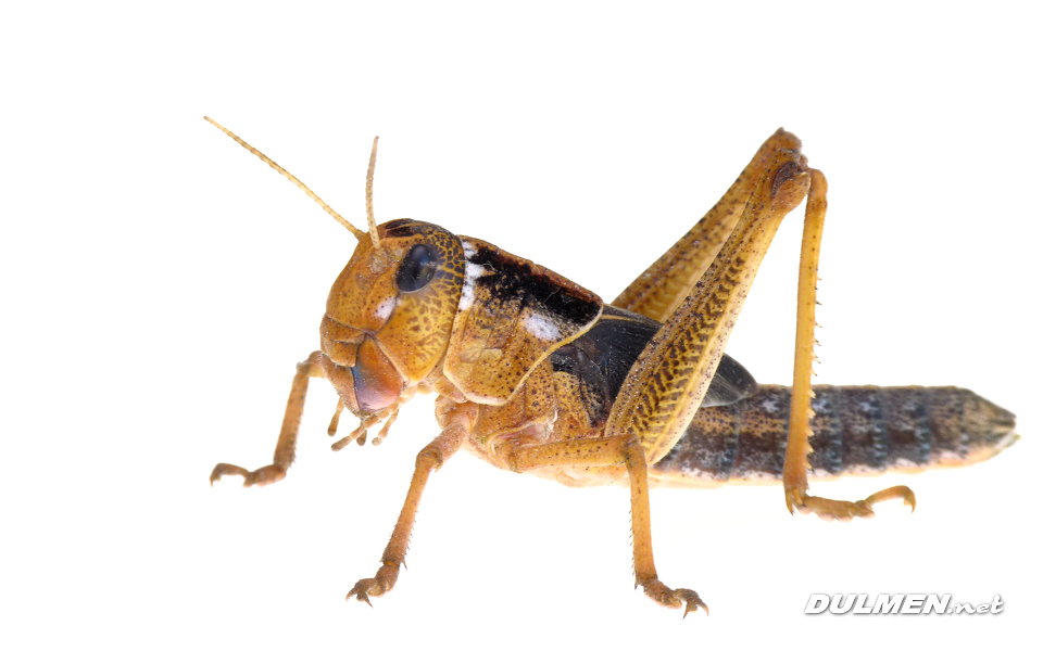 Grasshopper nymph in the fifth instar